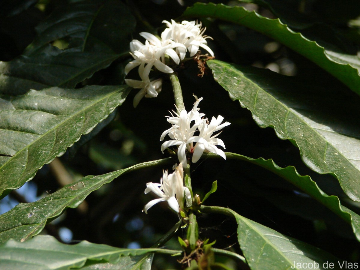Coffea arabica L.